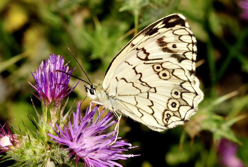 Melanargia larissa